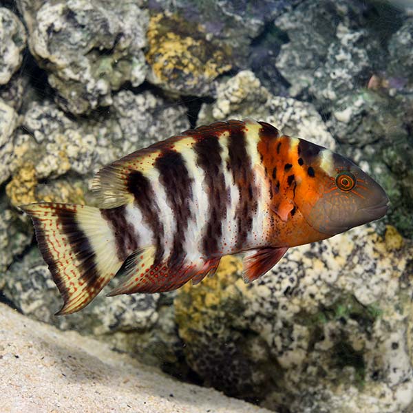 Red Breast Wrasse Red Breast Wrasse